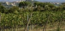 Il Lions Brunelleschi e la Vernaccia di San Gimignano